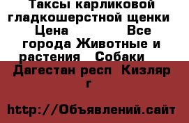 Таксы карликовой гладкошерстной щенки › Цена ­ 20 000 - Все города Животные и растения » Собаки   . Дагестан респ.,Кизляр г.